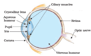 NCERT Exemplar: The Human Eye & the Colourful World | Science Class 10