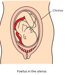 Reproduction in Animals Summary Class 8 NCERT Summary Chapter 6