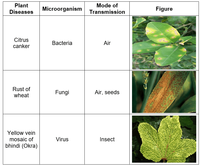 Class 7 Science Chapter 2 Question Answers - Microorganisms : Friend or Foe