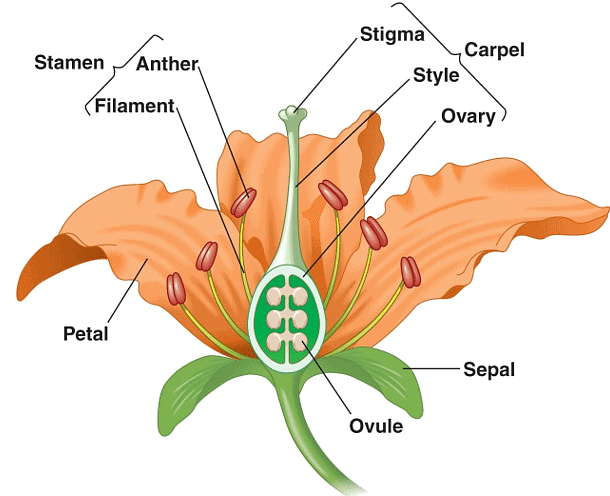 Reproduction in Organism | Olympiad Preparation for Class 10