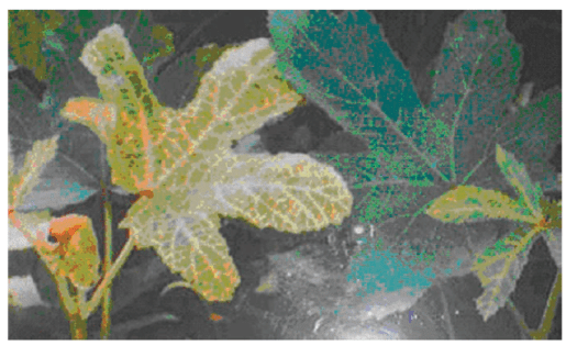 NCERT Exemplar Solutions: Microorganisms : Friend or Foe | Science Class 8