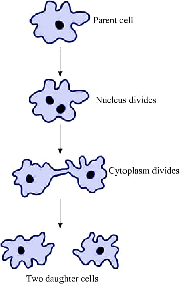 Reproduction in Organism | Olympiad Preparation for Class 10