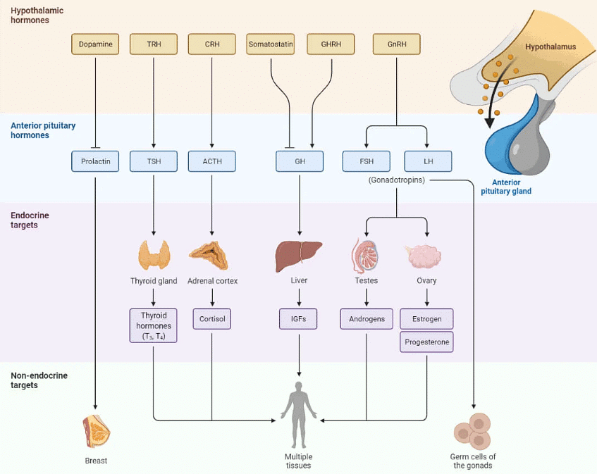 Endocrine System Chapter Notes | Science Olympiad Class 8