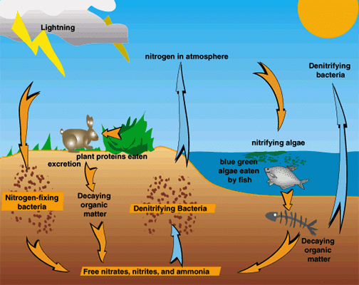 Natural Resources Class 9 Notes Science