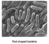 Class 8 Science - Question Answers Microorganisms Friend or Foe- 1