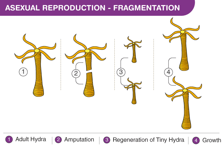 Modes of Reproduction - Class 10