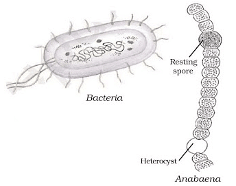 Diversity in Living Organisms Summary Class 9 Science