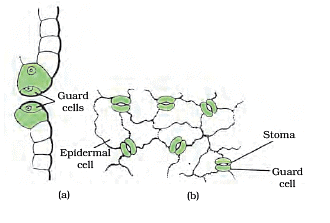 Important Tables and Diagrams: Tissues - Class 9