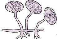 Class 8 Science: Sample Question Paper - 8 | Science Class 8