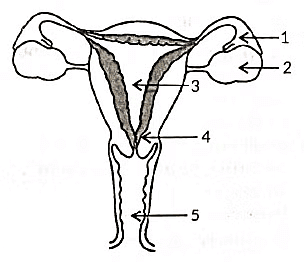 Class 10 Science Chapter 7 Previous Year Questions - How do Organisms Reproduce?