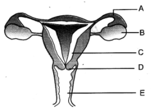 Class 10 Science Chapter 7 HOTS Questions - How Do Organisms Reproduce
