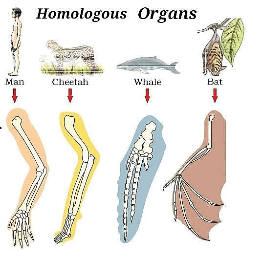 Class 10 Science Chapter 8 Previous Year Questions - Heredity and Evolution