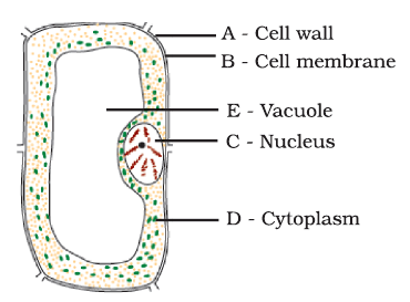 NCERT Exemplar Solutions: Cell - Structure & Functions | Science Olympiad Class 8