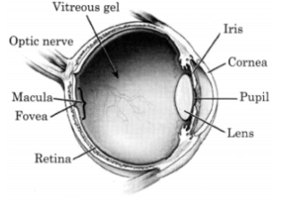 Human Eye