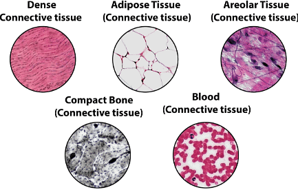 Important Tables and Diagrams: Tissues - Class 9