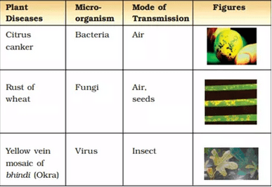 Microorganisms: Friend and Foe Class 8 Notes Science Chapter 2