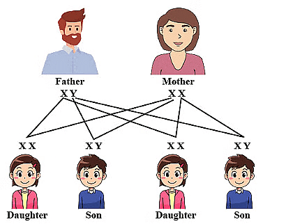 Class 10 Science Chapter 8 Previous Year Questions - Heredity and Evolution