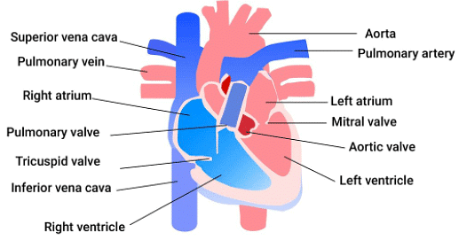 Life Processes | Olympiad Preparation for Class 10