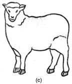 Class 4 Science Chapter 6 Question Answers - Reproduction in Animals