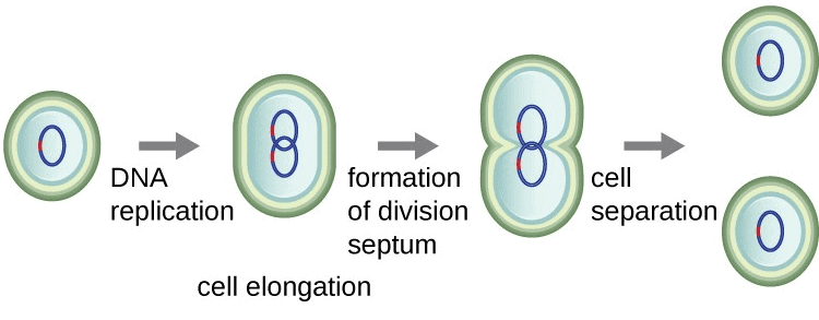 Binary Fission in Bacteria