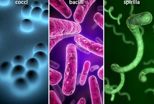 Bacteria