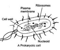 Class 9 Science: Sample Question Paper Term I- 9 (With Solutions)