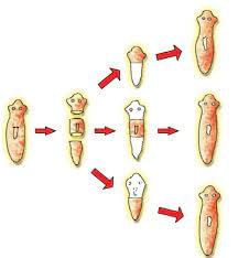 Reproduction in Organism | Olympiad Preparation for Class 10