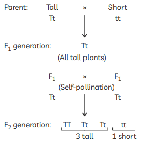 Class 10 Science Chapter 8 Previous Year Questions - Heredity and Evolution