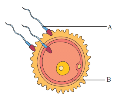 NCERT Exemplar Solutions: Reproduction in Animals | Science Class 8