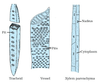 Tissues Summary Class 9 Science Chapter 6