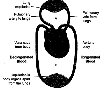 Class 10 Science Chapter 5 HOTS Questions - Life Processes
