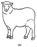 Class 4 Science Chapter 6 Question Answers - Reproduction in Animals