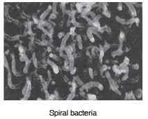 Class 8 Science - Question Answers Microorganisms Friend or Foe- 1
