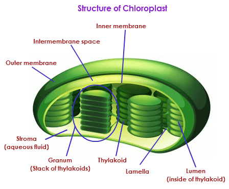 Cell: Structure and Functions Class 8 Notes Science