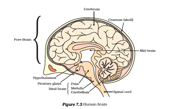 NCERT Exemplar: Control & Coordination | Science Class 10