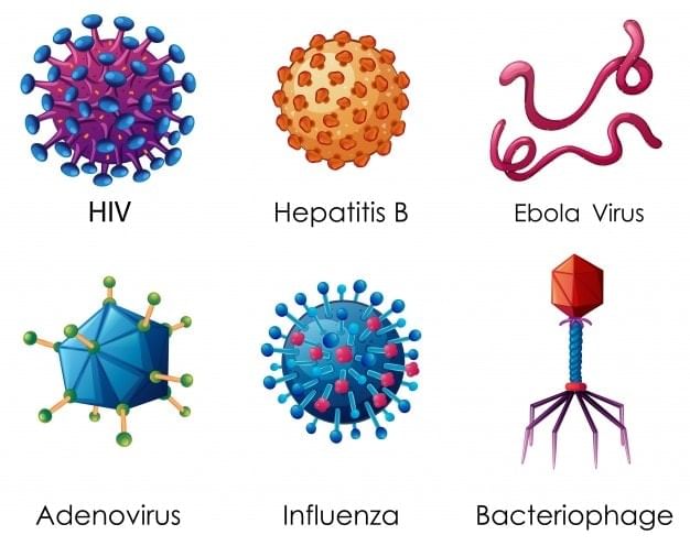 Virus