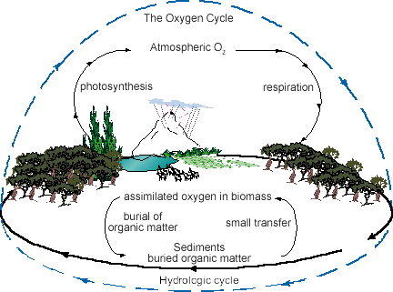 The Oxygen Cycle