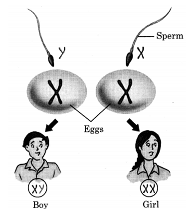 Class 8 Science Chapter 7 HOTS Questions - Reaching the Age of Adolescence