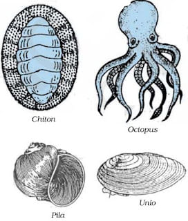 Diversity in Living Organisms Summary Class 9 Science