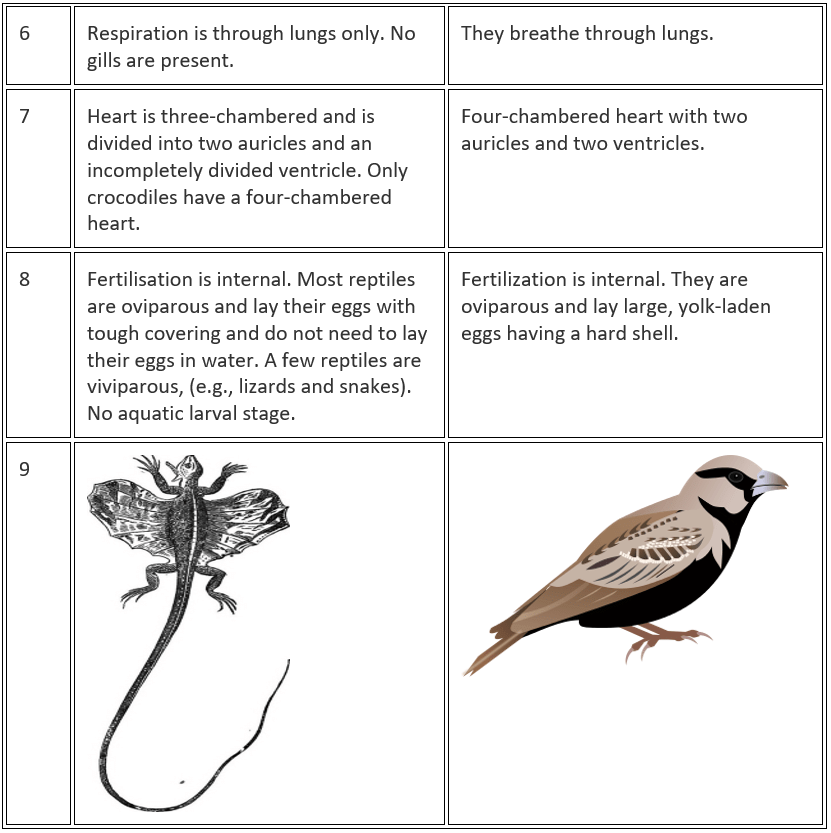 NCERT Exemplar: Diversity in Living Organisms - Class 9