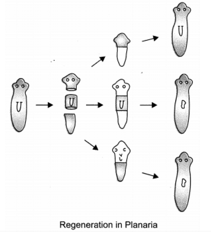 Class 10 Science Chapter 7 Question Answers - How Do Organisms Reproduce