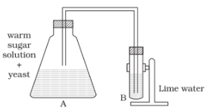 NCERT Exemplar Solutions: Microorganisms : Friend or Foe | Science Class 8