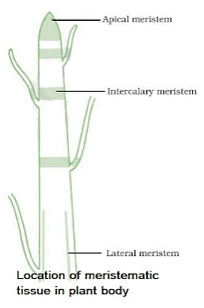 Tissues Summary Class 9 Science Chapter 6