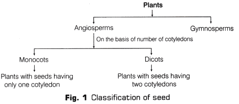 Lab Manual: Dicot Seed - Class 10