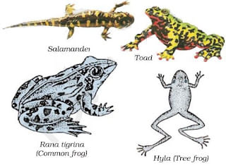 Diversity in Living Organisms Summary Class 9 Science