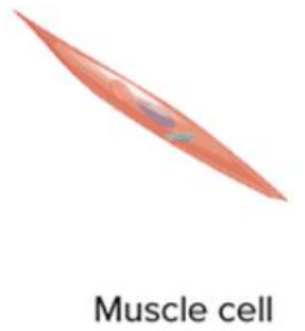 Lakhmir Singh & Manjit Kaur: Cell Structure and Functions- 2 | Lakhmir Singh & Manjit Kaur Solutions: Class 8 Science