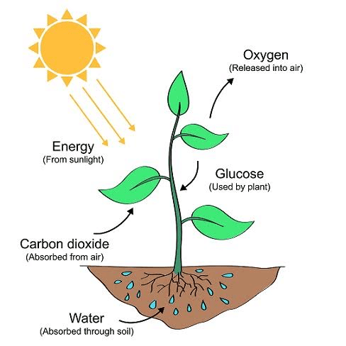 Mnemonics: Life Processes | Science Class 10