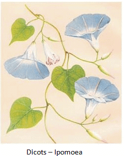 Diversity in Living Organisms Summary Class 9 Science