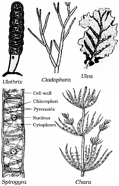 Diversity in Living Organisms Summary Class 9 Science