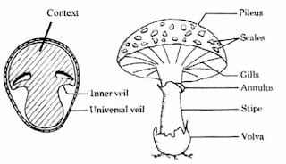 Diversity in Living Organisms Summary Class 9 Science
